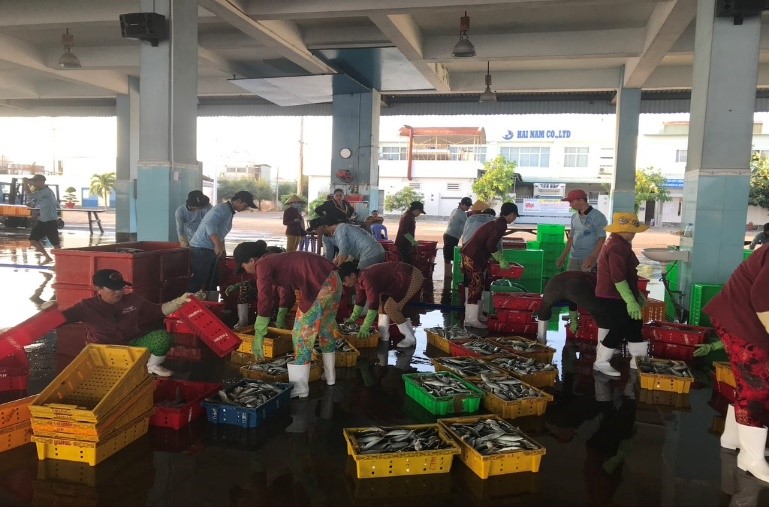 Phân loại hải sản khai thác tại cảng cá Phan Thiết, Bình Thuận. Ảnh Thùy Linh