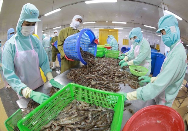 Chế biến tôm đông lạnh xuất khẩu tại nhà máy của Công ty Thuỷ sản Minh Phú Hậu Giang