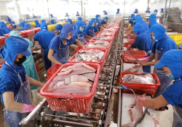 Chế biến cá tra xuất khẩu sang thị trường Mỹ.